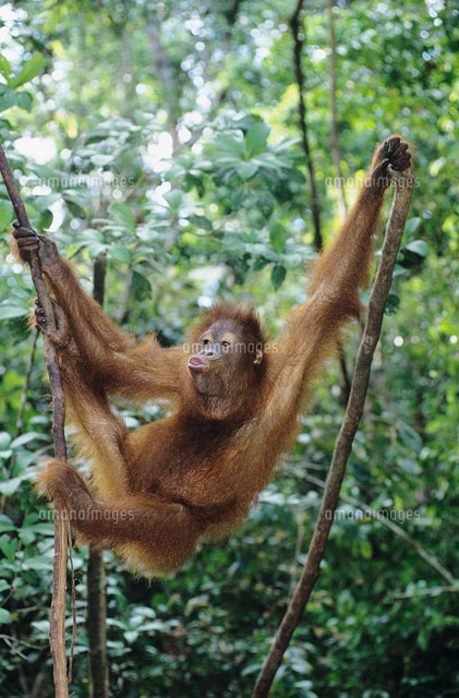 Orangutan climbing tree
(c)moodboard