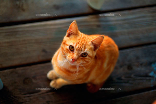 子猫
(c)GYRO PHOTOGRAPHY/a.collectionRF