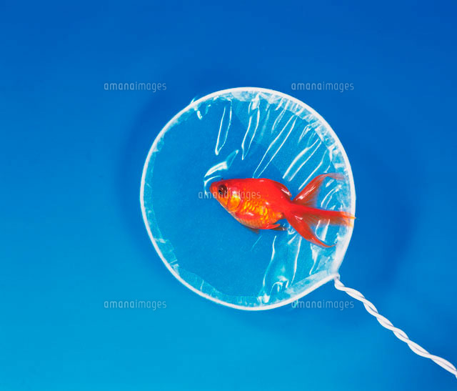 金魚すくい
(c)GYRO PHOTOGRAPHY/a.collectionRF