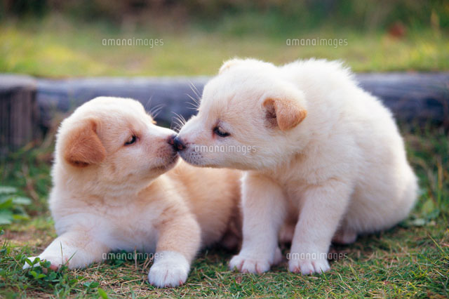 子犬
(c)daj