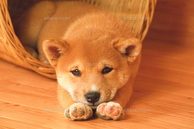 柴犬
(c)daj
