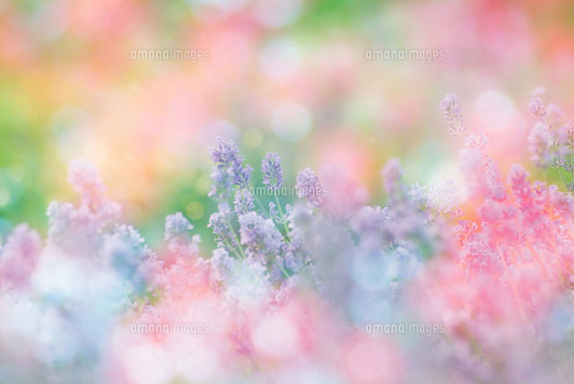 花畑イメージ
(c)daj