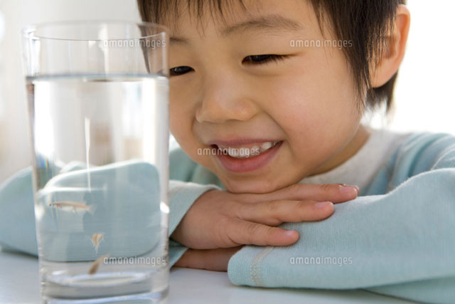 メダカの入ったコップを眺める少年
(c)DAJ
